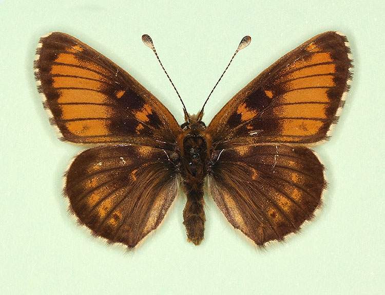 Melitaea cinxia male (aberrant form horvathi) (Internet Image property of respective owner, non-commercial use only)